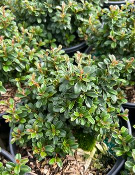 Cotoneaster x suecicus 'Emerald Sprite™' (PP 31,719)