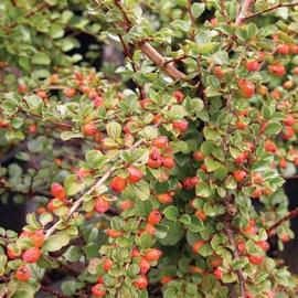 Cotoneaster adpressus praecox