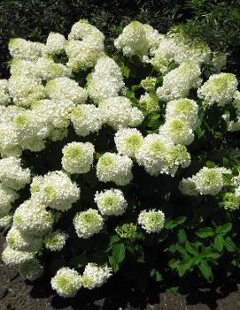 Hydrangea paniculata 'Bombshell' (PP21008, CPBR4451)