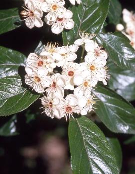 Crataegus x lavallei