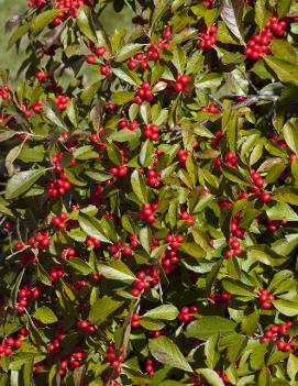 Ilex verticillata 'Red Sprite'