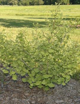 Ginkgo biloba 'Chi Chi'