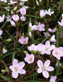 Claytonia virginica