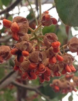 Euonymus fortunei 'Coloratus'