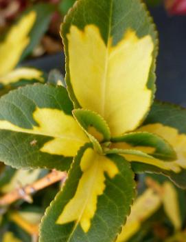 Euonymus fortunei 'Surespot' (COPF)