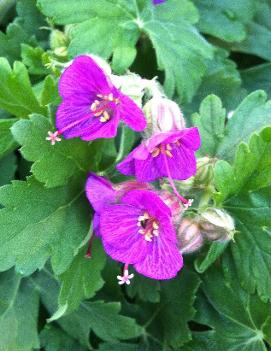 Geranium macrorrhizum 'Bevan's Variety'