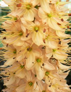 Eremurus x isabellinus 'Cleopatra'