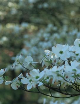 Cornus florida 'Rainbow'