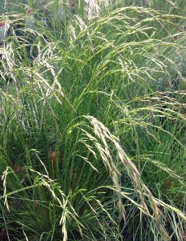 Festuca amethystina