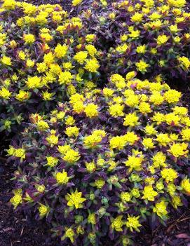 Euphorbia polychroma 'Bonfire' (PP18585, COPF)