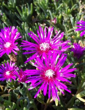 Delosperma cooperi