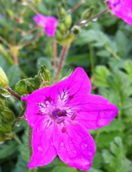 Erodium manescavii