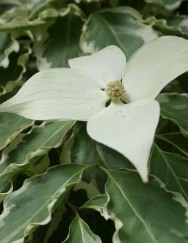 Cornus kousa Samaritan™ ('Samzam')