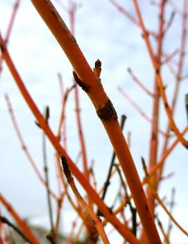 Cornus sanguinea 'Winter Beauty'