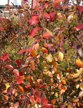 Cotoneaster acutifolius