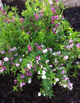 Cytisus purpureus 'Atropurpureus'