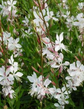 Gaura lindheimeri 'Whirling Butterflies'