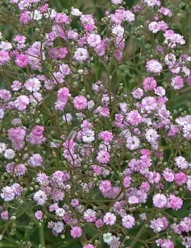 Gypsophila paniculata My Pink® ('DANGYP39') (PP17485)