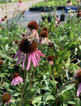 Echinacea angustifolia