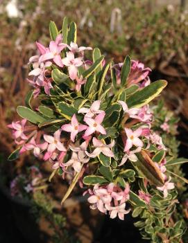 Daphne x burkwoodii 'Carol Mackie'