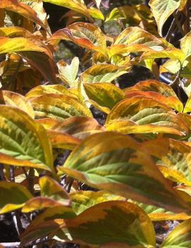 Cornus florida Cherokee Sunset ('Sunset') (PP6305)