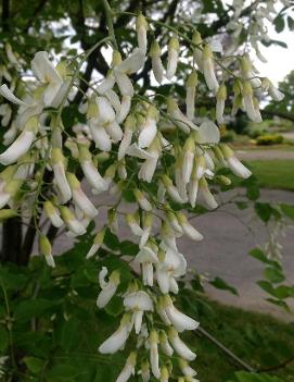 Cladrastis lutea