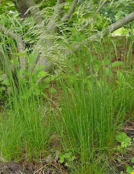 Deschampsia flexuosa