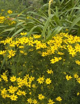 Coreopsis verticillata 'Zagreb'