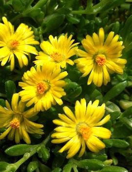 Delosperma nubigenum 'Basutoland'