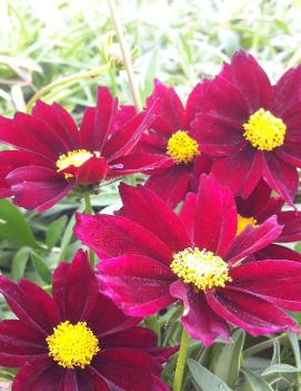 Coreopsis x 'Mercury Rising' (PP24689)