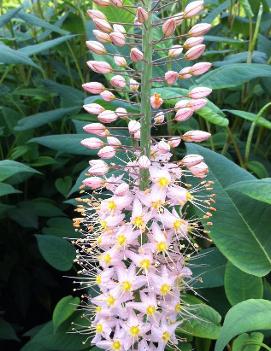 Eremurus x isabellinus 'Oase'