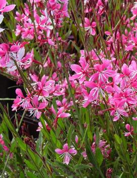 Gaura lindheimeri 'Siskiyou Pink'