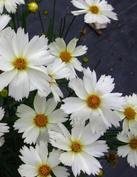 Coreopsis x 'Polaris' (PPAF)