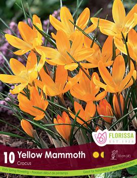 Crocus 'Yellow Mammoth'