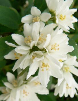 Deutzia crenata 'Nikko'