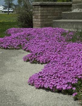 Phlox subulata 'Red Wing'