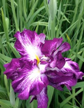 Iris ensata 'Lion King'