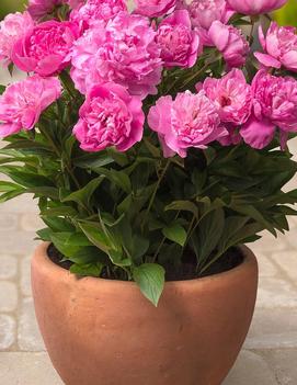 Paeonia Patio 'Rome'