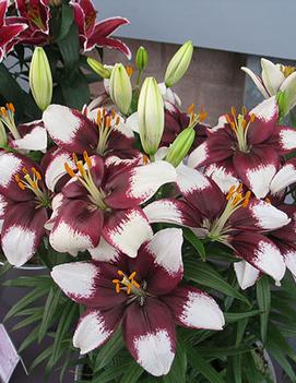 Lilium x 'Tiny Padhye' (PP20549)