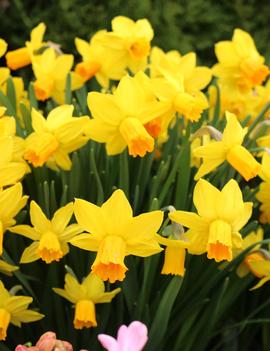 Narcissus 'Tete a Tete'