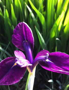 Iris ensata 'Variegata'