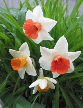 Narcissus 'Chromacolor'