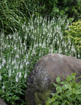 Veronica x 'White Wands' (PP27632, CPBRAF)