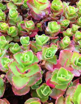 Sedum spurium Dragon's Blood ('Schorbuser Blut')