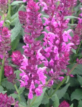 Salvia nemorosa 'Sensation Rose' (PP18230, CPBR2851)