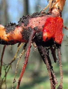 Sanguinaria canadensis