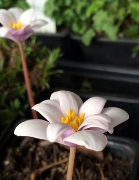 Sanguinaria canadensis 'Rosea'