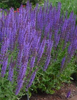 Salvia nemorosa Blue Hill ('Blauhuegel')