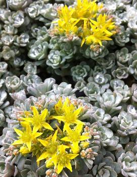 Sedum spathulifolium 'Cape Blanco'