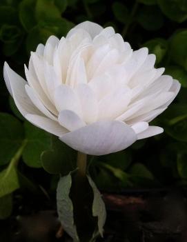 Sanguinaria f. multiplex 'Plena'